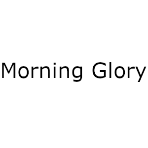 Morning Glory
